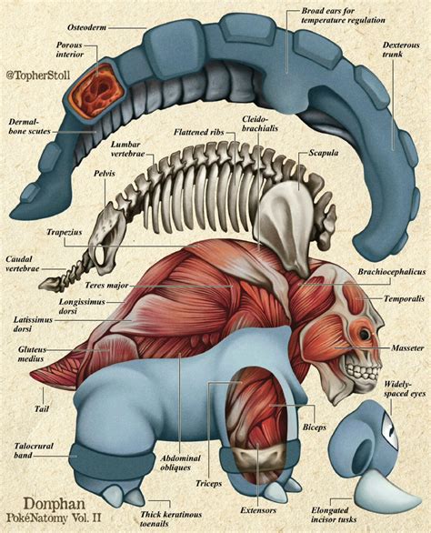 Donphan Anatomy Pokemon Biology And Science By Christopher Stoll On Deviantart