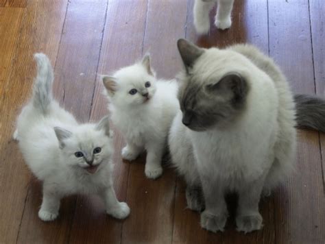 We have the highest quality ragdoll cats and kittens that are available. I ADORE my RAGDOLLS, one blue point and one lynx. Sweetest ...