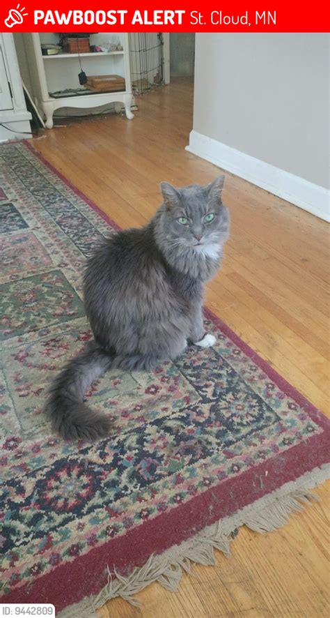 Lost Male Cat In St Cloud Mn 56303 Named Skitzo Id 9442809 Pawboost
