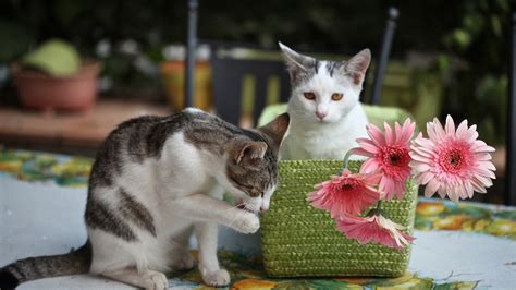 Hintergrundbilder : 1920x1080 px, Baby, Katze, Katzen, Kätzchen