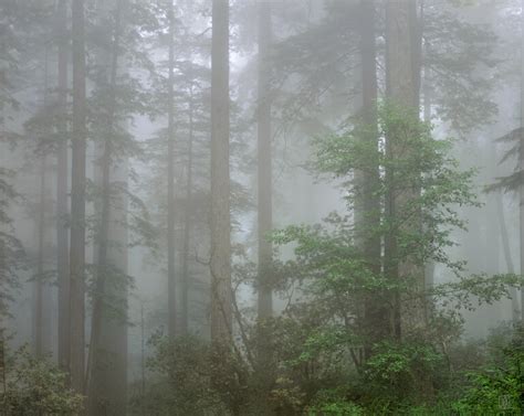 Redwoods In Fog 2 Redwood National Park California Original 2004