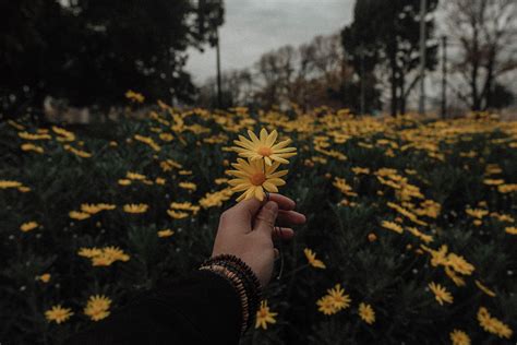 Aesthetic Flower Laptop Wallpapers - Top Free Aesthetic Flower Laptop