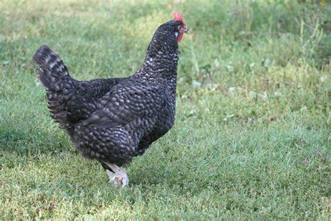 Cuckoo Maran Chickens For Sale Dark Brown Egg Layers.