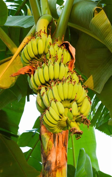 Banana tree flowering stages 🌼🍌 Follow the journey of growth