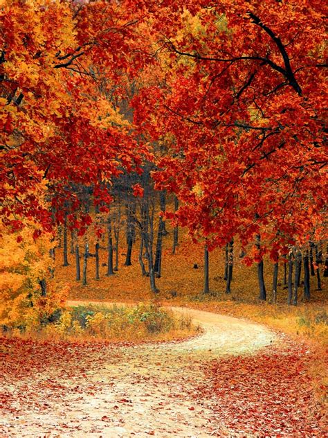 Autumn 4k Wallpaper Red Leaves Forest Pathway Scenery
