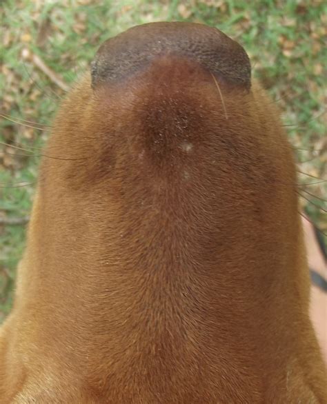In a love romance, he makes a sentimental. What Is Causing Your Dog's Crusty Nose and How You Can ...