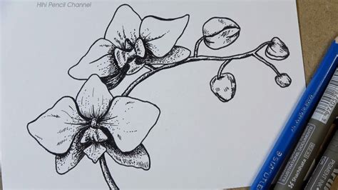 How To Draw Phalaenopsis Orchid Flower Step By Step Hihi Pencil Youtube