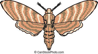 Moth Clip Art vectorial e ilustración. 25.270 Moth Clip Art vectorial EPS imágenes disponibles ...