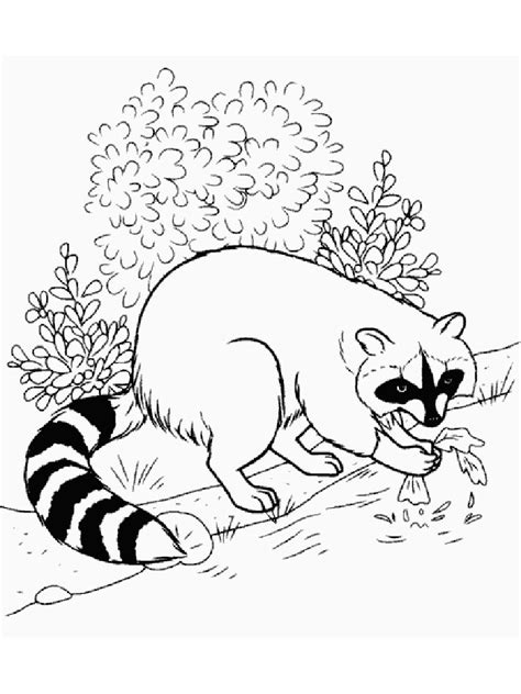 Vector image isolated on white background. Raccoon coloring pages. Download and print Raccoon ...