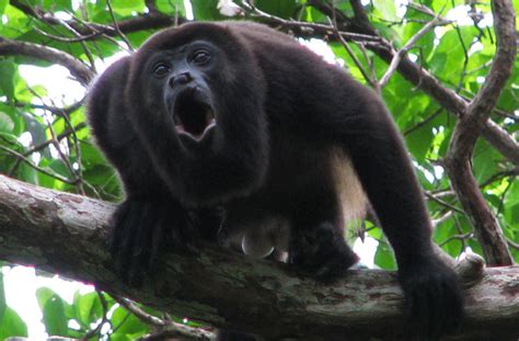 Terrifying Howler Monkey Sound Recorded in Mexico
