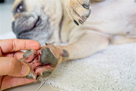 Home Remedies For Dog Paw Infection