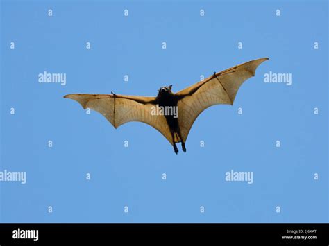 Little Red Flying Fox Pteropus Scapulatus Northern Territory Nt