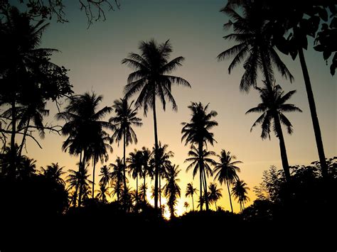 Free Picture Palm Beach Tree Sun Coconut Island Backlit Sunset