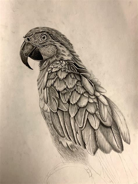 Parrot Sketch Almost Done Rsketch