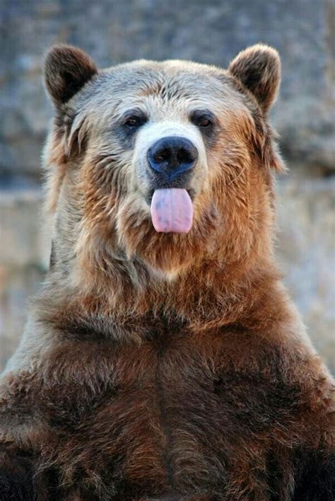 Grizzly Poking Tongue Out Brown Bear Funny Bears Wild Animals Pictures