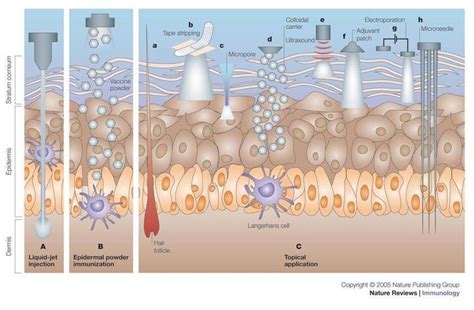 Immunology Of The Skin Skin Immunology Is The Study Of The Immune