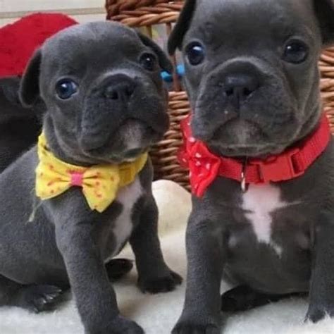 Join facebook to connect with french bulldog puppies for sale near me. English Bulldog Puppies For Sale Cheap Near Me Under 500 ...