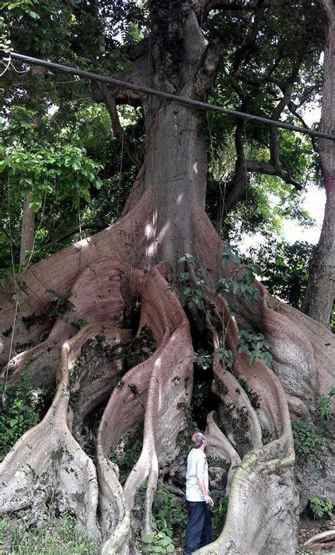 Ceiba Tree One Of The Most Beloved Trees In Puerto Rico This 300 400