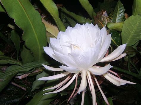 See more of cactus lanka on facebook. Kadupul Flower | Rare flowers, Amazing flowers, Strange ...