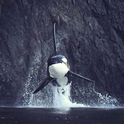 Pin On Orcas