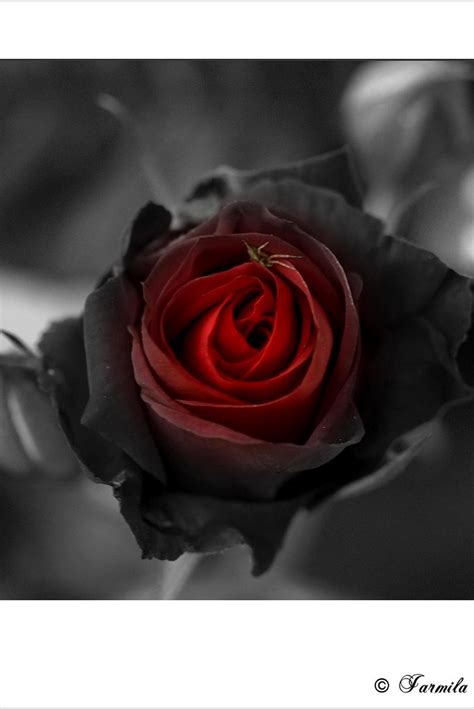 Search, discover and share your favorite white rose gifs. A black red rose of Love | A black red rose of Love...La ...