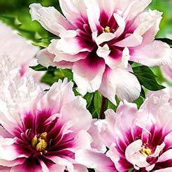 Wir verraten ihnen, wie sie ein immergrünes und/oder immerblühendes gartenbeet anlegen, welcher boden das blumenbeet winterhart macht und welche pflanzen sich am besten für ein winterfestes gartenbeet eignen. schwarze Rose winterfeste Blumen Sträucher für den Garten ...