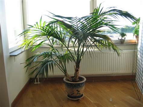 Fertilize in the spring with a cacti/succulent fertilizer and. Transporting rather big potted palm trees - PALMS IN POTS ...