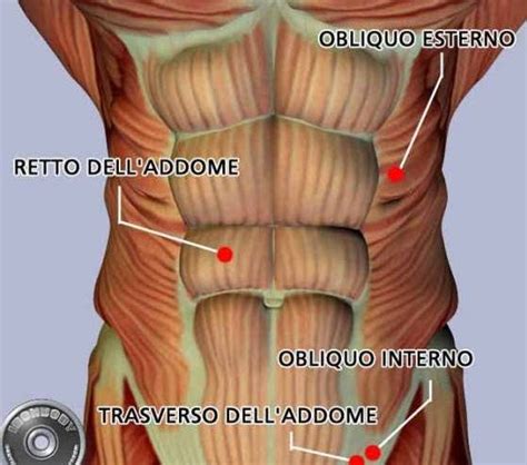 L'emorragia da lesioni addominali è principalmente interna (avviene dentro la cavità addominale). TENNIS TECNICA: QUANTO CONTANO GLI ADDOMINALI NEL TENNIS?