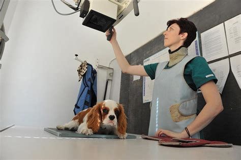 Are cat x rays safe for my animal? How Much Does Dog X Ray Cost | TheHappyPooch.com