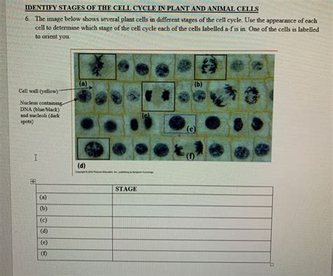 We are aware that all life stems from a single cell, and that the cell is the most basic unit of all living organisms. Solved: IDENTIFY STAGES OF THE CELL CYCLE IN PLANT AND ANI ...