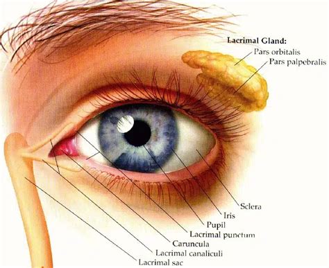 Защитни характеристики на очите ЛОРА