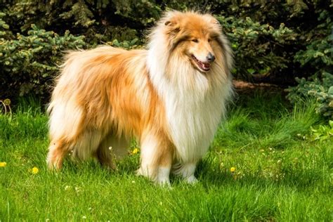 Rough Collie Dogs Breed Facts Information And Advice Pets4homes