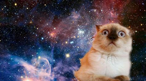 Cats In Space Wallpapers Top Những Hình Ảnh Đẹp