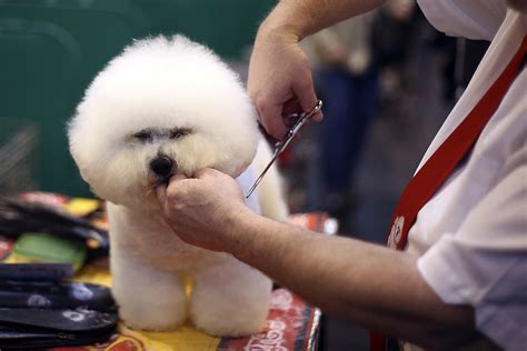 834 east front street, port angeles, washington 98362. Pet Groomers in Michigan Set to Reopen