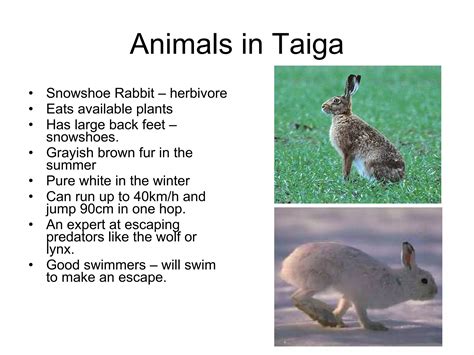 Ib Geography Ecosystems Biomes Taiga Aka Coniferous Forest