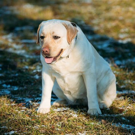 Are Labradors Prone To Fatty Lumps