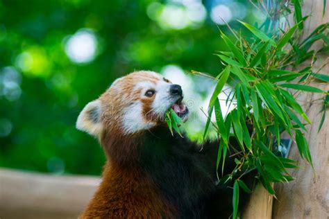 Red Panda Eating A Bamboo Tree Leaves Stock Image Image Of Adorable