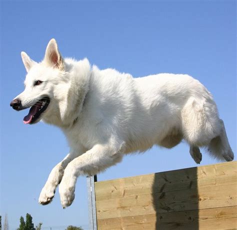 White Shepherd Dog Breed Information And Pictures Petguide Petguide