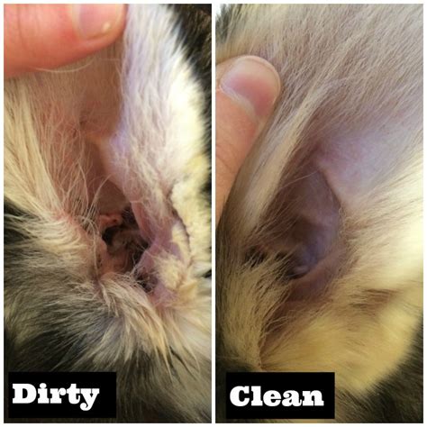 Find the perfect ear wax stock photos and editorial news pictures from getty images. How To Properly Clean Your Dog's Ears - Paw Castle