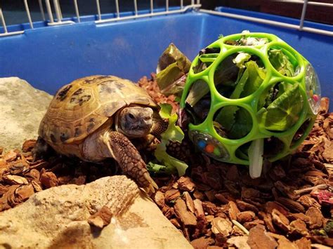I just got a fresh one tonite for our redfoot, redprince. What To Feed Your Tortoise To Keep Them Healthy | Tortoise ...