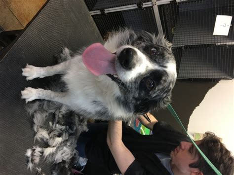 Puppies r us is a professional pet grooming company located in san antonio, tx. Border Collie Pet Grooming | San Antonio & Bulverde TX ...
