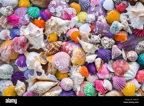 Sea Shells Background Decoration Beautiful And Colorful Sea Shells