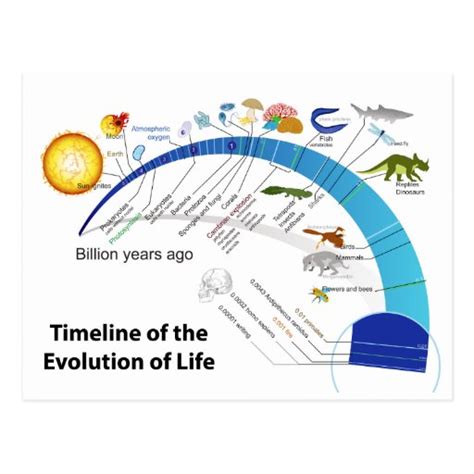 Evolution Of Life On Earth Timeline Diagram Postcard Zazzle
