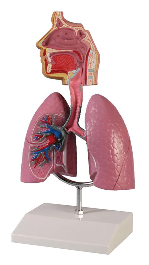 Check 'atmungsorgane' translations into english. Atmungsorgane | Organe & Strukturen | Anatomische Modelle ...