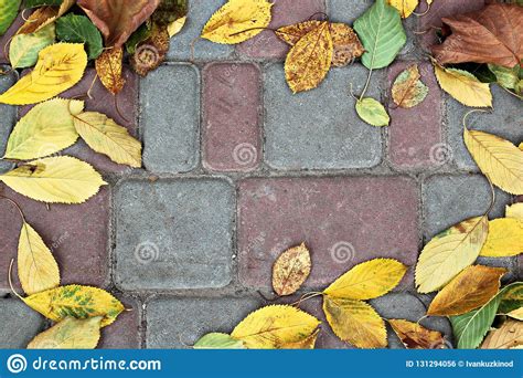 Leaves On The Ground In Autumn As A Background Stock Photo Image Of