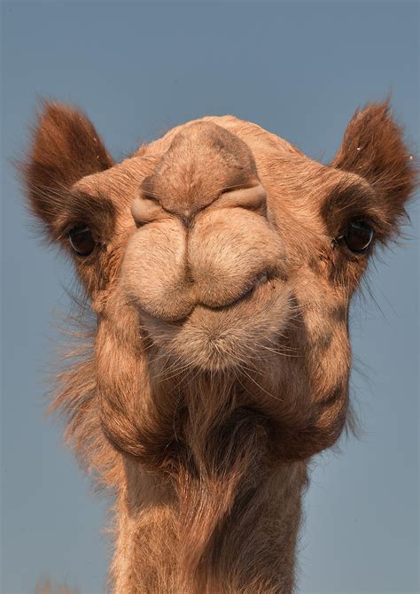 Understanding the camels rating system. Camel Head - search in pictures