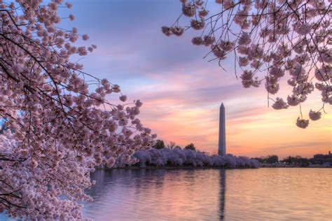 The Best Lesser Known Cherry Blossom Spots In Dc Insidehook
