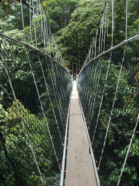 At the time of visit (september 2013), only part of the canopy walkway was opened to the public. Taman Negara | The Canopy Walkway! Amazing! It's the ...