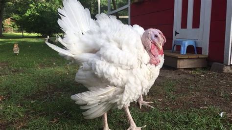 broad breasted white turkeys at 13 weeks youtube