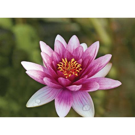 Bloomsz Nymphaea Water Plant Lily Attraction Root Flower Bulb